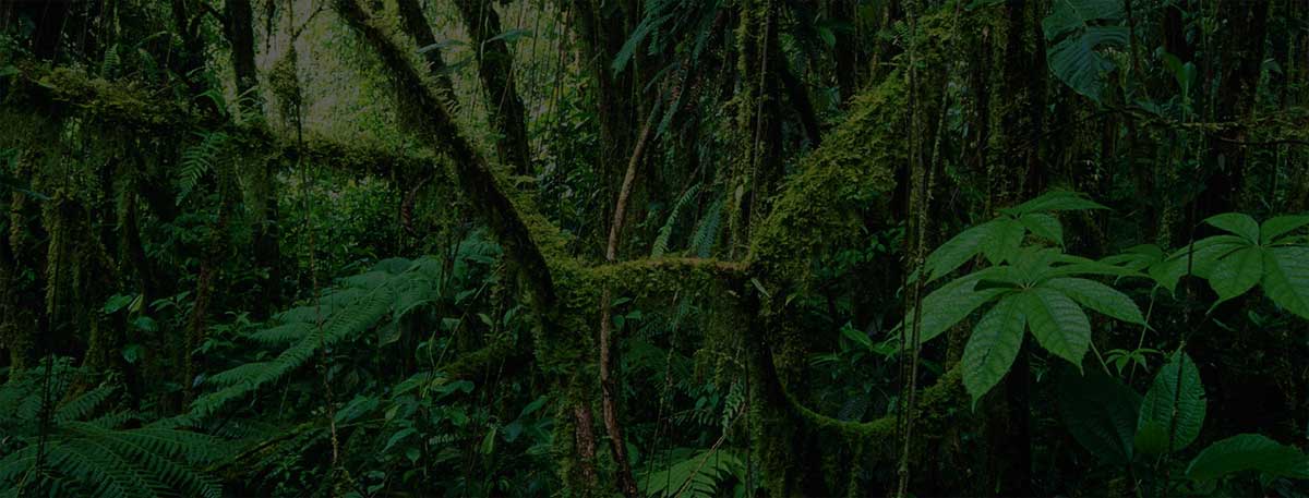 History of the Canopy Tour