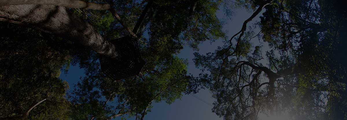 History of the Canopy Tour